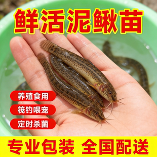 鲜活泥鳅苗喂养宠物钓鱼龙鱼活饵乌龟饲料养殖淡水观赏鱼垂活苗