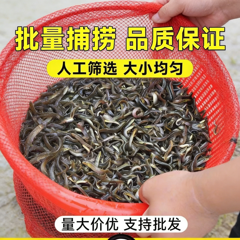 泥鳅苗鲜活喂养宠物钓鱼龙鱼活饵乌龟饲料泥鳅养殖淡水观赏鱼垂钓,户外/登山/野营/旅行用品,活饵/谷麦饵等饵料,淘宝优惠券,粉丝福利购,淘宝优惠卷