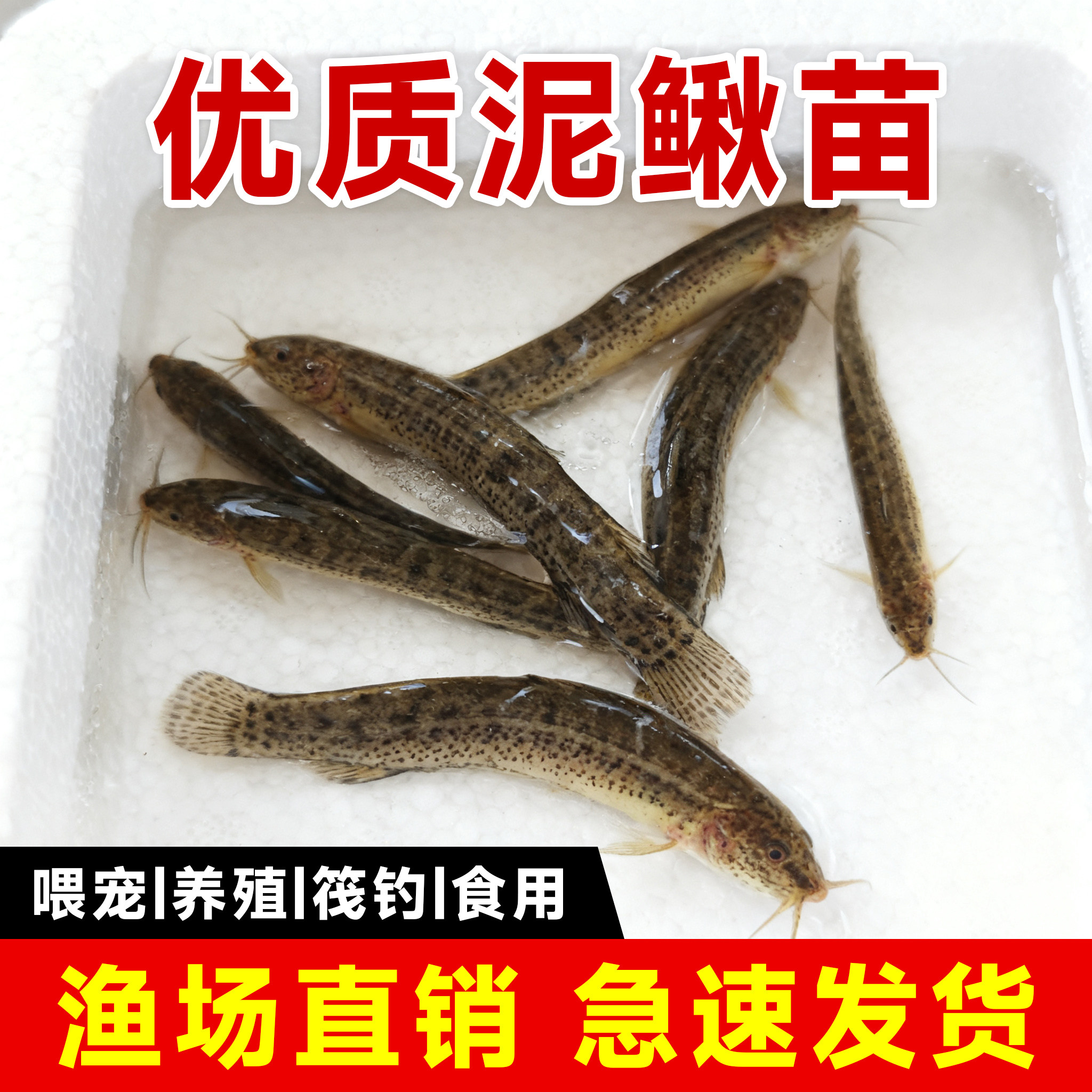 鲜活泥鳅苗喂养宠物钓鱼龙鱼活饵乌龟饲料养殖淡水观赏鱼垂活苗,户外/登山/野营/旅行用品,活饵/谷麦饵等饵料,淘宝优惠券,粉丝福利购,淘宝优惠卷