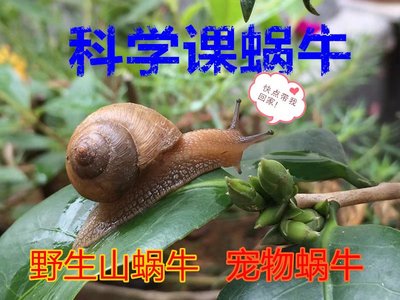 宠物蜗牛学生科学实验教学专用蜗牛观察套装野生蜗牛白玉灰巴活体