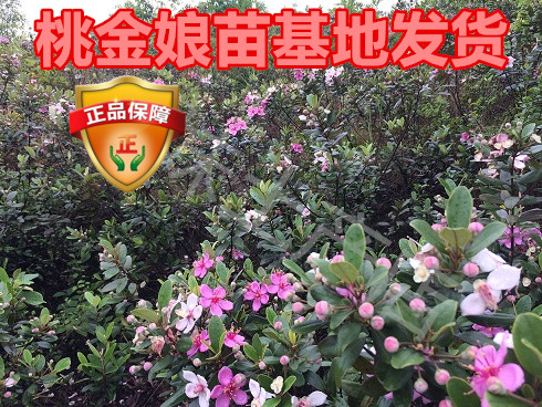 四季可种桃金娘树苗捻子苗岗稔苗棯子野果花卉盆景基地发货包成活