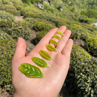 2024年新茶六安瓜片雨前绿茶特级春茶安徽原产地高山手工茶叶罐装