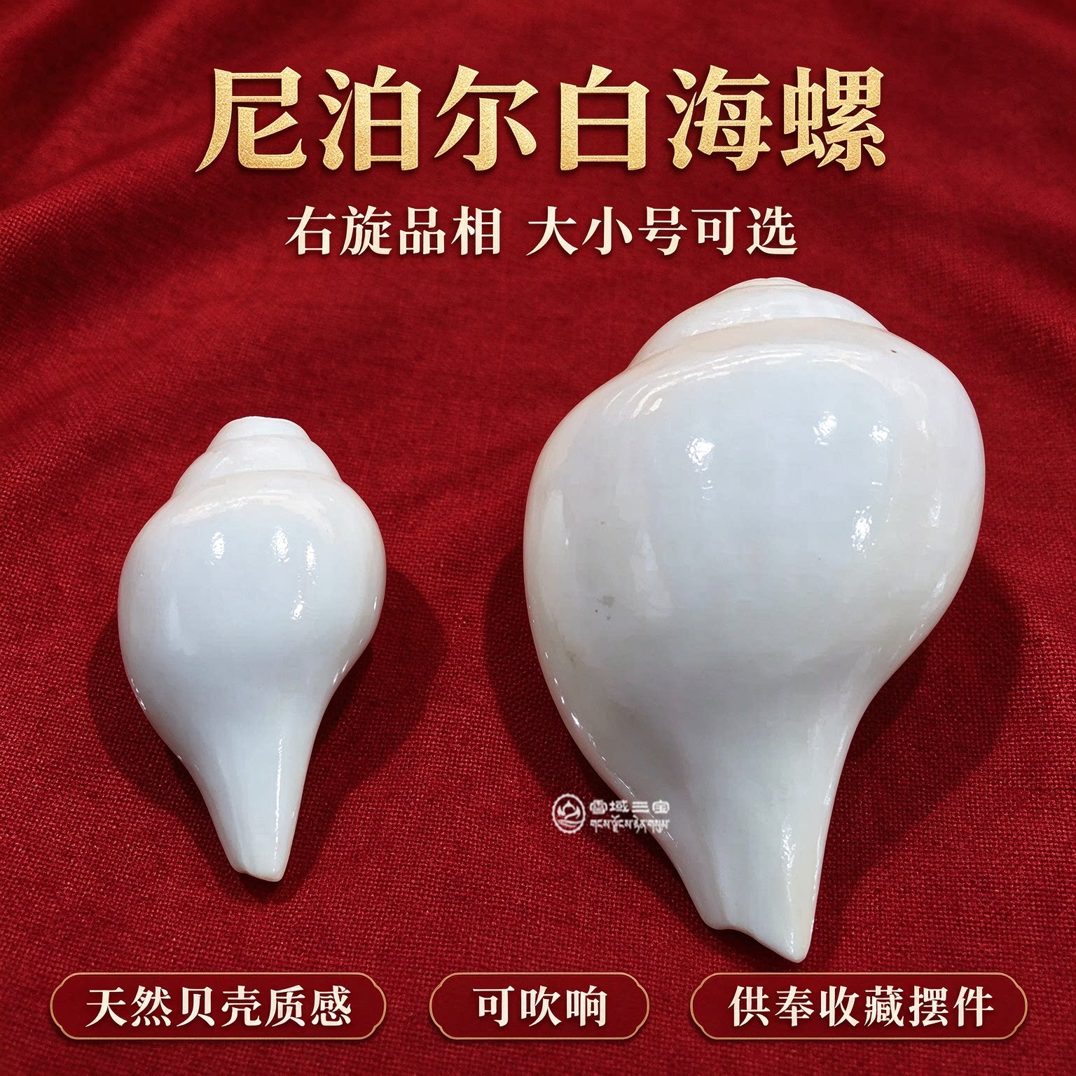 尼泊尔进口天然白海螺右旋西藏密宗乐器可吹响佛堂供奉摆件