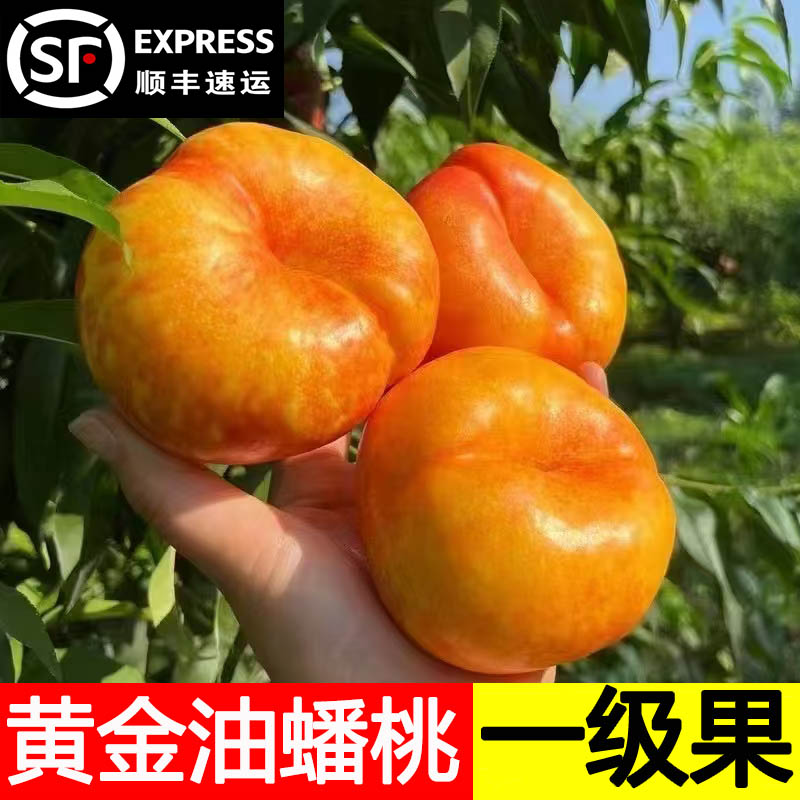 2026蒙阴油蟠桃新鲜水果当季黄心油桃脆桃扁桃蟠桃孕妇桃彩虹蟠桃