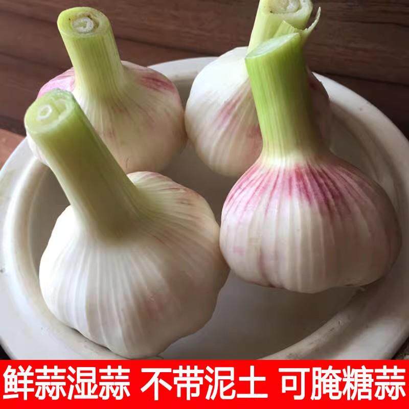 2026紫皮新鲜大蒜头现挖鲜蒜湿蒜腌蒜山东白皮嫩蒜生蔬菜鲜蒜青蒜