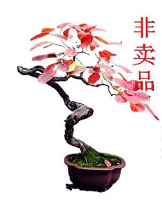 黄栌红栌老桩盆景香山红叶一物一拍熟桩观叶观径绿植盆栽