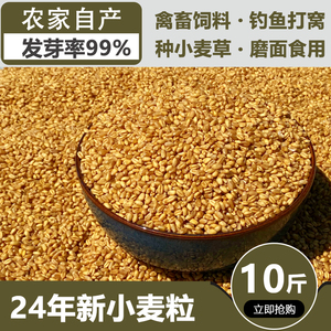 2024新小麦粒发芽做麦芽糖猫草种子食用小麦草麦苗种籽麦子粒10斤