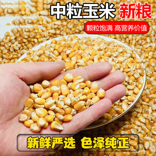 中颗粒玉米鸟食喂鸽子鸽粮