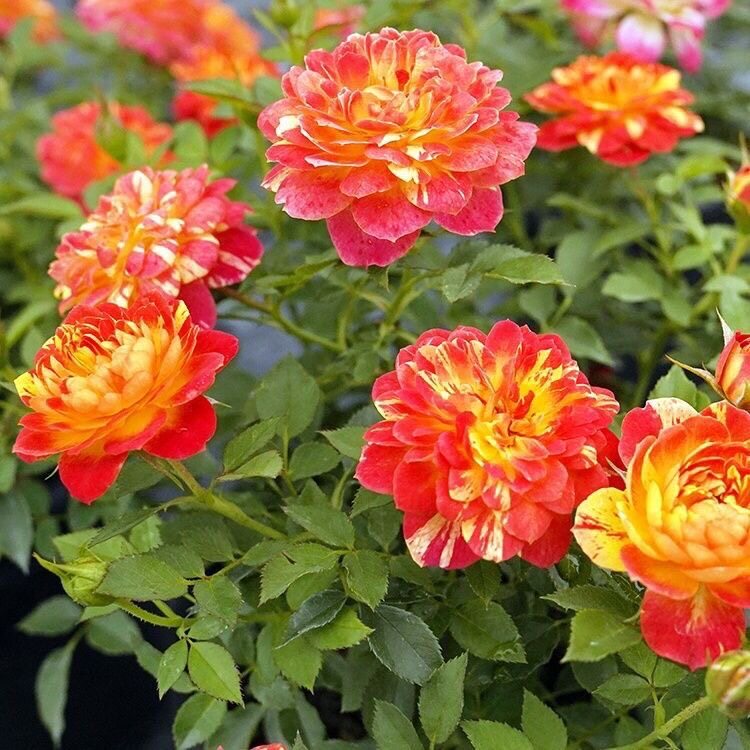 蜂蜜月季花苗河本月季微月丰花多头条纹多季勤花非躲躲藏藏月季