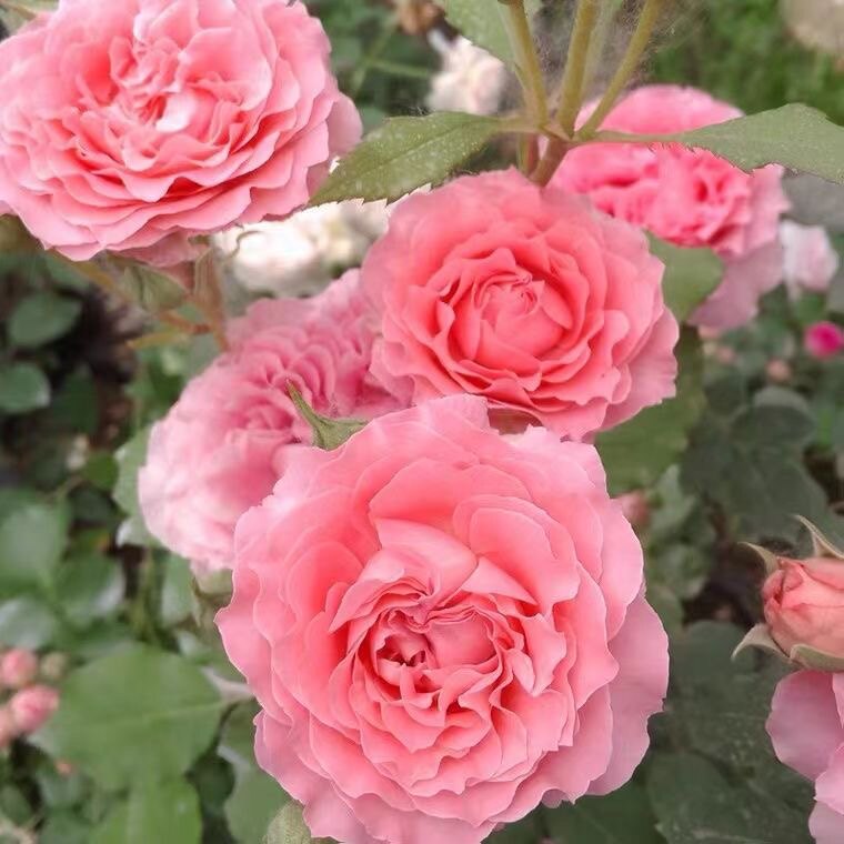 海神王月季花苗阳台勤花大花切花玫瑰盆栽多季开花好养易活绿植