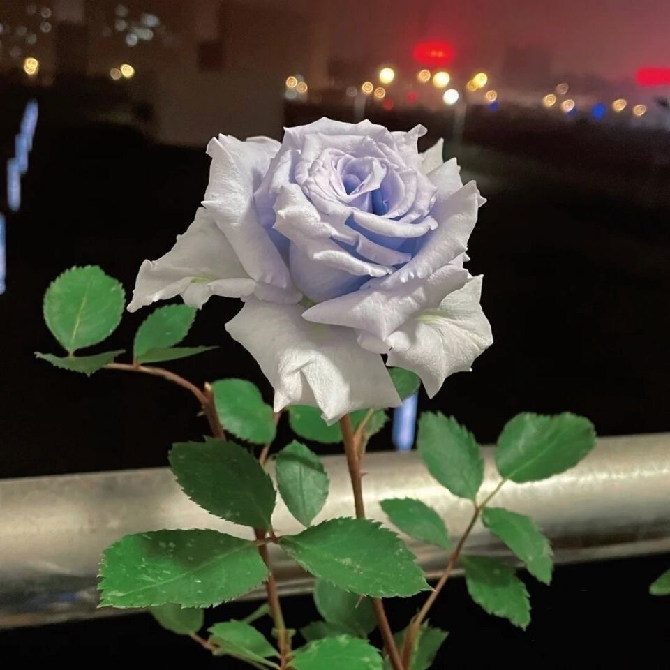 蓝色格劳恩大地之蓝月季花苗盆栽多季开花切花玫瑰大花阳台庭院