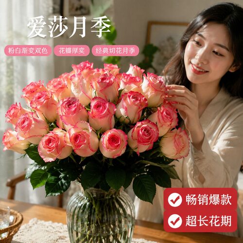 艾莎月季盆栽耐热多季可栽阳台庭院观赏好养易成活顶楼玫瑰切花