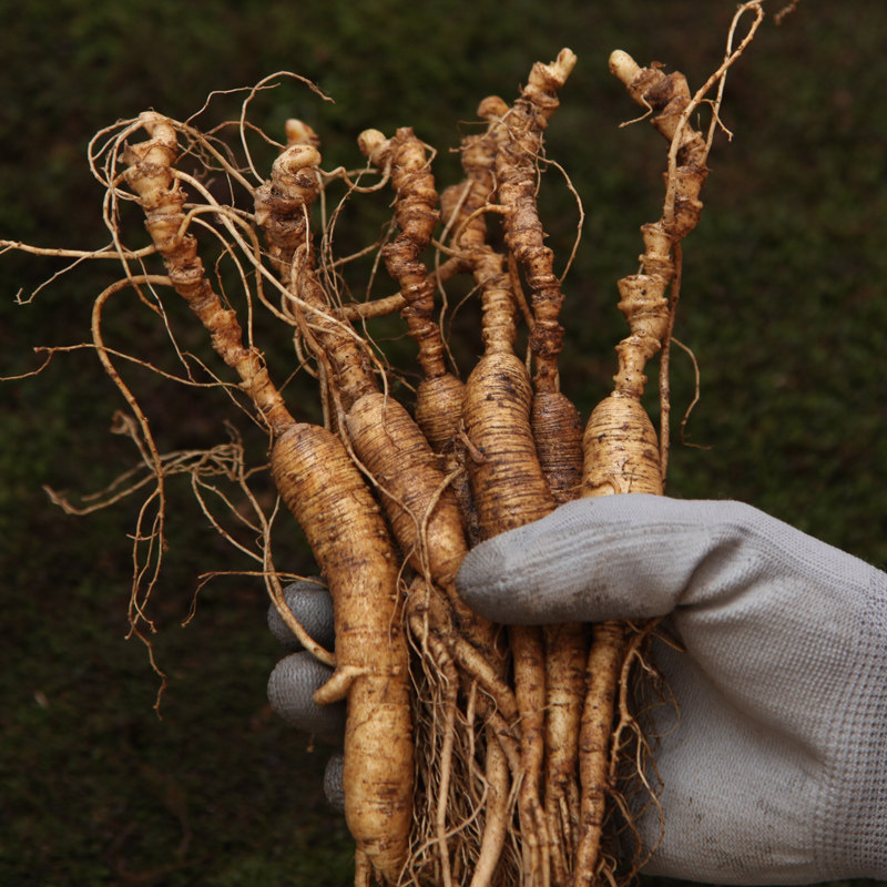人参东北野山参新鲜长白山人参林下参整枝新鲜20年吉林野生人参