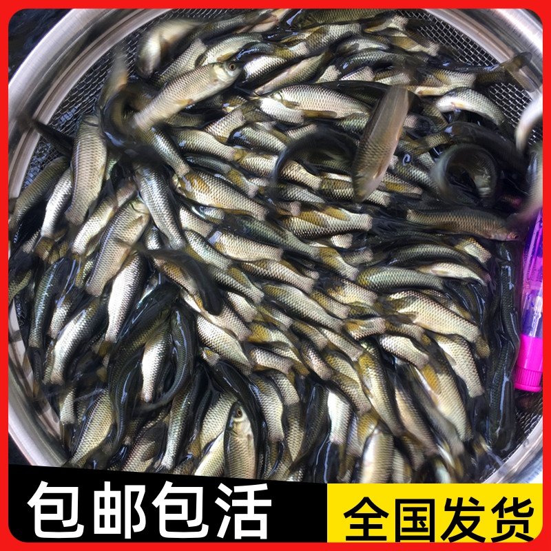 脆肉鲩活体淡水草鱼苗
