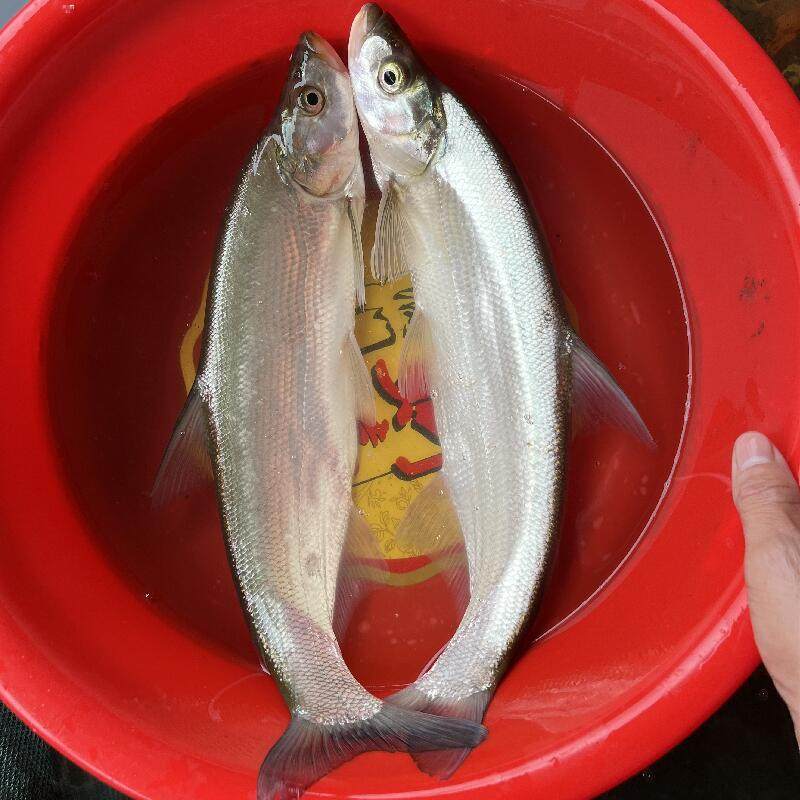 翘嘴鱼苗翘嘴鲌白鱼苗刁子鱼米翘壳淡水路亚养殖活体食用翘壳鱼苗,宠物/宠物食品及用品,鱼,淘宝优惠券,粉丝福利购,淘宝优惠卷