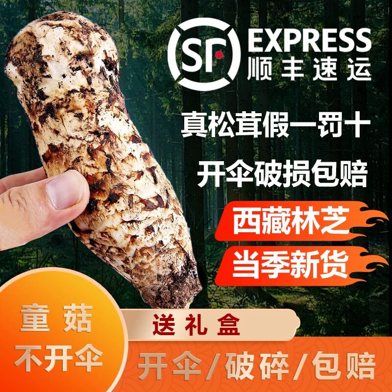 纯野生松茸西藏林芝松茸野生菌特产官方旗舰店真出口级不开伞