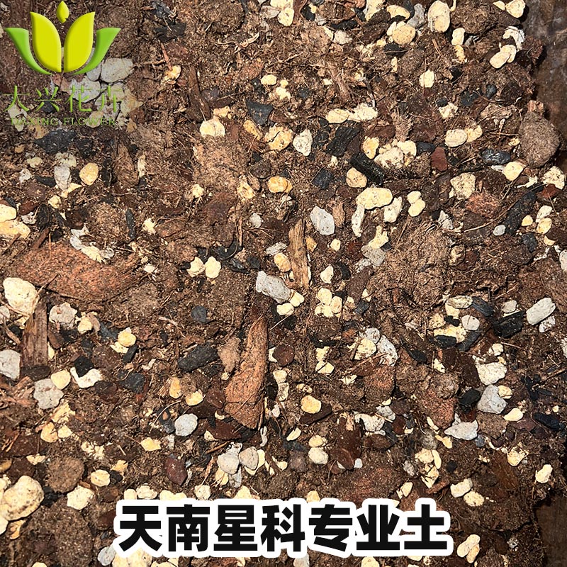 大兴花卉热植天南星科透气排水