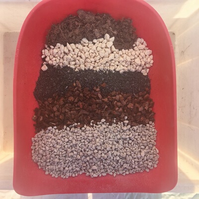 坤蓬润球根香草花卉专用