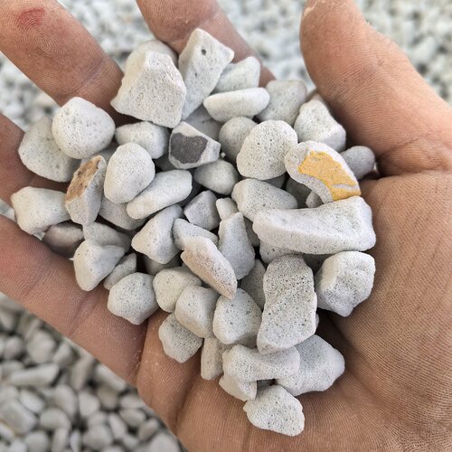 兰花天南星花烛月季秋海棠彩叶芋