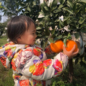 四川春见耙耙柑自己家种 原生态自然熟每天新鲜采摘发货最后几天