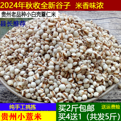 2025年新米薏米仁新货薏仁米小薏米仁小薏仁米贵州小薏米500g