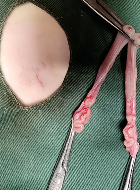 绝育宠物医生上门安全北京