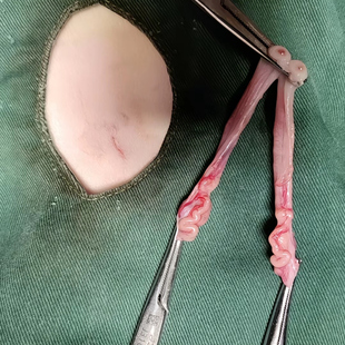 北京宠物医生上门母猫绝育手术公猫绝育上门母猫绝育猫咪绝育手术