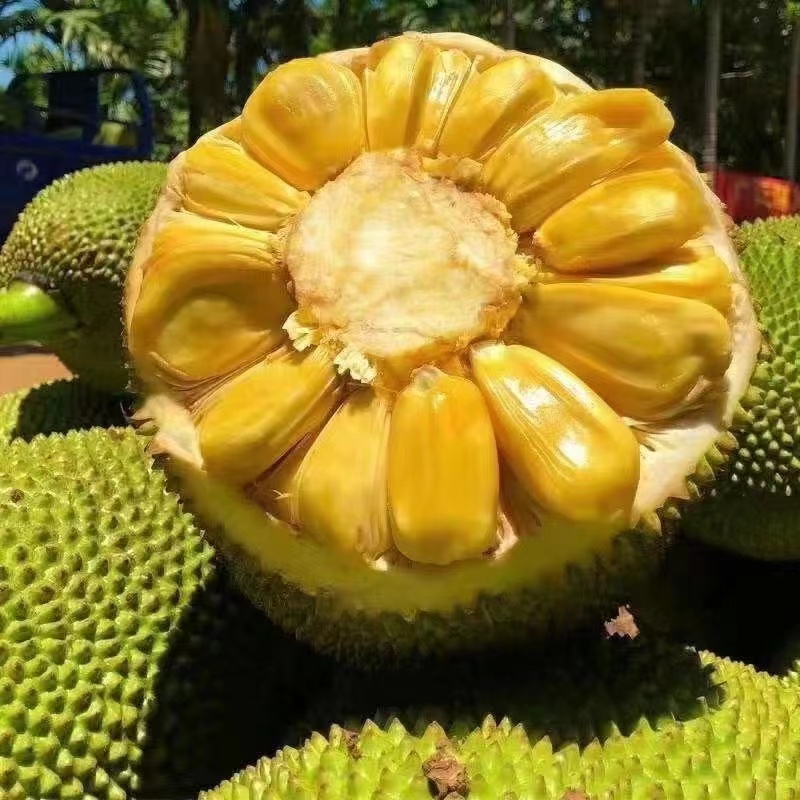 【顺丰京东】海南黄肉菠萝蜜 一整个海南水果现摘现发当季水果