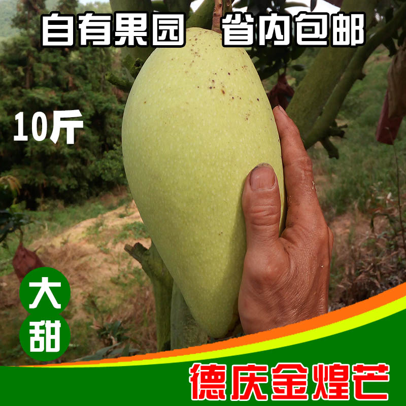 金煌芒果新鮮包郵10斤德慶芒果金煌小青芒甜心芒毛重10斤省內包郵