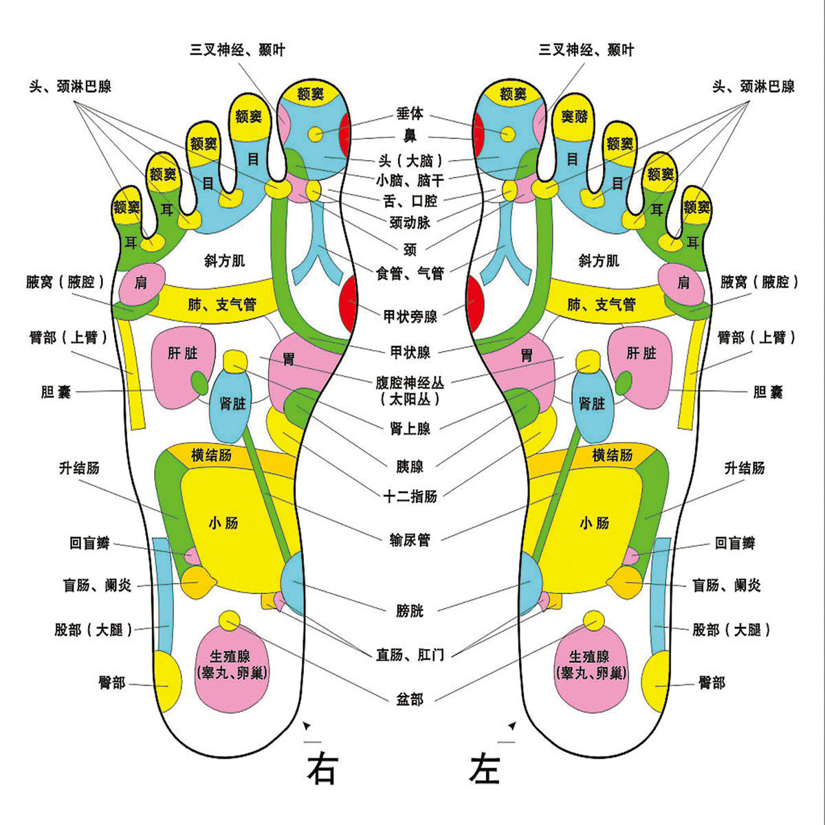 569薄膜海报印制展板喷绘写真336脚底穴位图