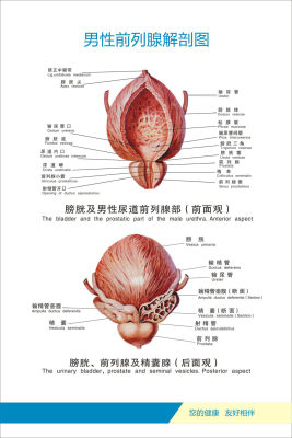 733薄膜海报印制展板喷绘写真121人体器官男性前列腺解剖图