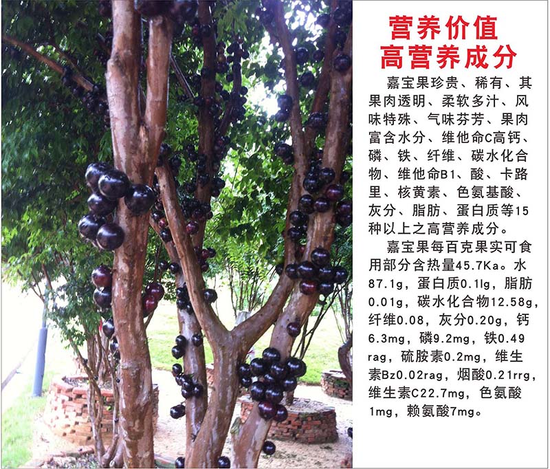 770嘉宝果营养价值成分简介绍果园宣传贴图画纸展板海报印制1570