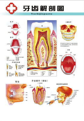 435薄膜海报印制展板喷绘写真43牙齿挂图牙齿解剖图