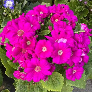 瓜叶菊盆栽 多色耐寒艳丽室内阳台年宵花卉好养易爆盆带花发 包邮