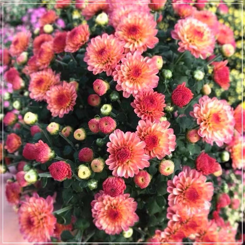千头菊盆栽 荷兰菊  糖果菊 庭院阳台多年生宿根花镜小雏菊 包邮