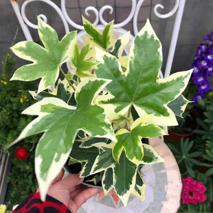 花叶熊掌木盆栽 八角金盘 耐阴多年生绿植 四季常绿观叶植物