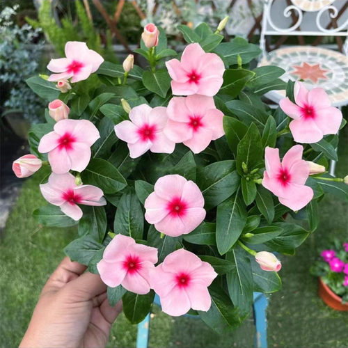 长春花草本阳台窗台春夏秋花期长