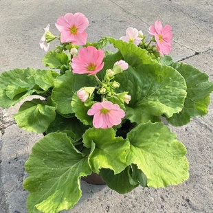 四季樱花盆栽成品带花发 冬春阳台耐寒丰华盆栽 高杆报春花期较长