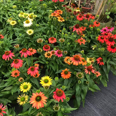 松果菊草本庭院夏季耐热耐晒