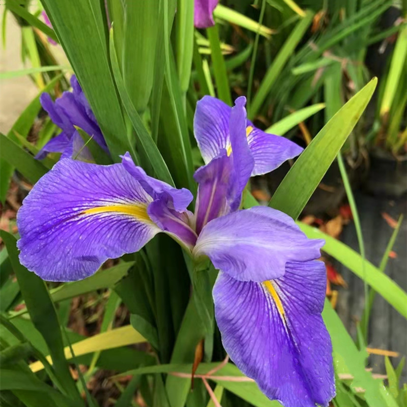 鸢尾盆栽 水生鸢尾花 蓝蝴蝶 庭院多年生鸢尾科常绿球根花卉 包邮