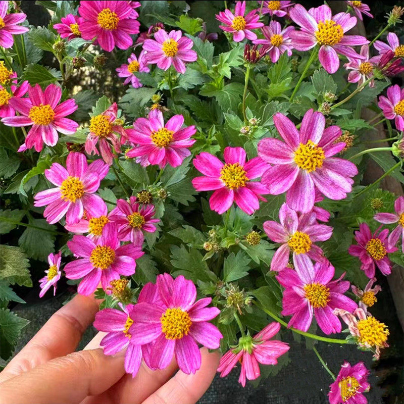 鬼针草盆栽粉花金悠菊 庭院阳台带花发 金焰绣线菊开花机器花期长