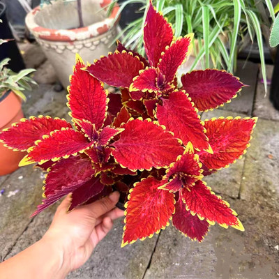 彩叶草草本庭院夏秋花园调色板