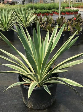 金边凤尾兰盆栽 龙舌兰金叶丝兰庭院阳台多年生常绿花镜植物 包邮