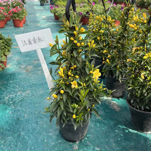 耐寒攀爬茉莉 香水吊兰爬藤植物花香浓郁 芳香花卉 法国香水盆栽