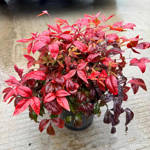 火焰南天竹 庭院南天竹盆景 耐寒可露天越冬 冬天里的红火焰包邮