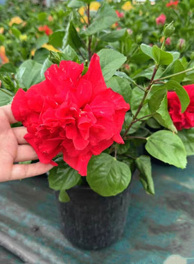 朱槿盆栽 庭院阳台耐热耐晒木本花卉 丹麦大红花  重瓣扶桑花包邮