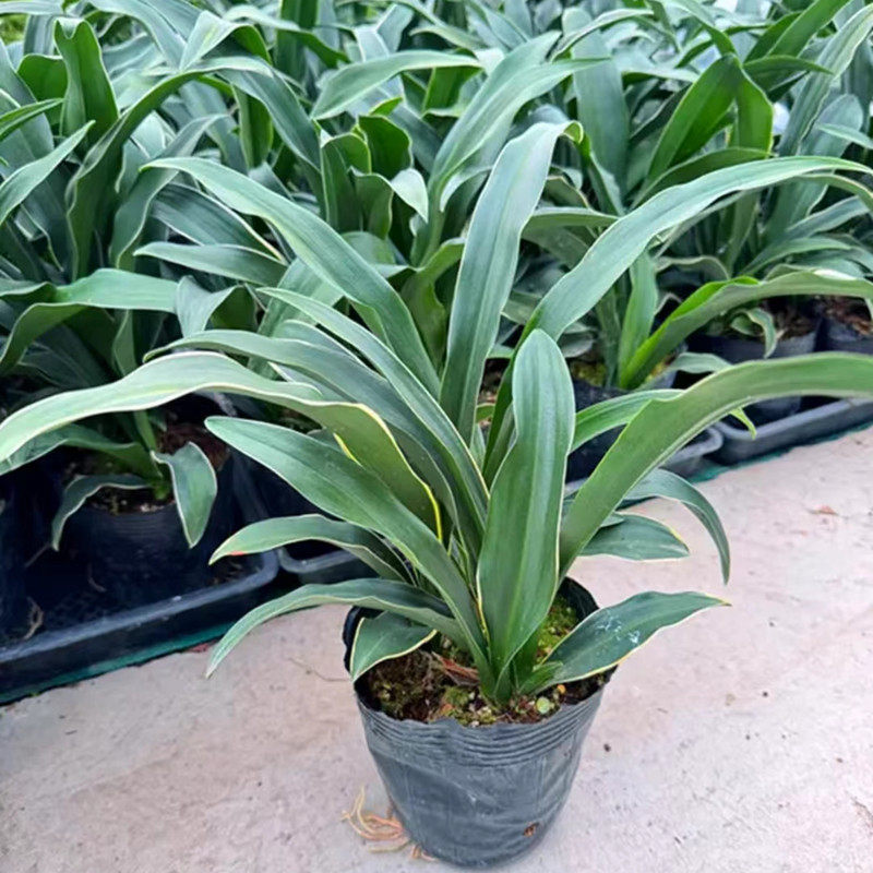 银边中华万年青盆栽绿植  室内多年生常绿耐寒耐热观叶植物易养护