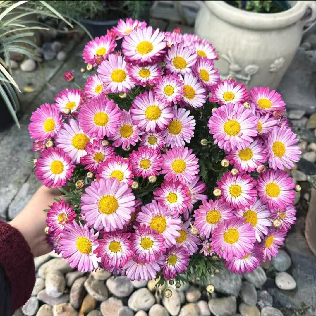 玛格丽特 彩色糖果小雏菊  庭院阳台盆栽花卉  花期长花量大 包邮