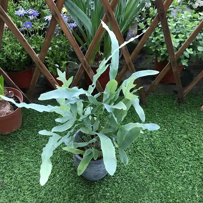 银色观叶绿植客厅书房提神美观
