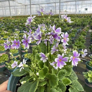 四季樱草盆栽 樱花报春 冬春阳台庭院耐寒穗花报春 花期长 易爆花